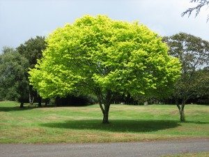 albero ptatura corretta