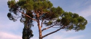 pinus pinea dopo