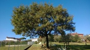 quercus pubescens dopo