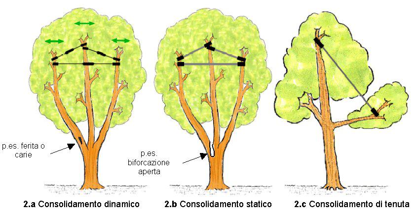 Il Consolidamento della chioma arborea