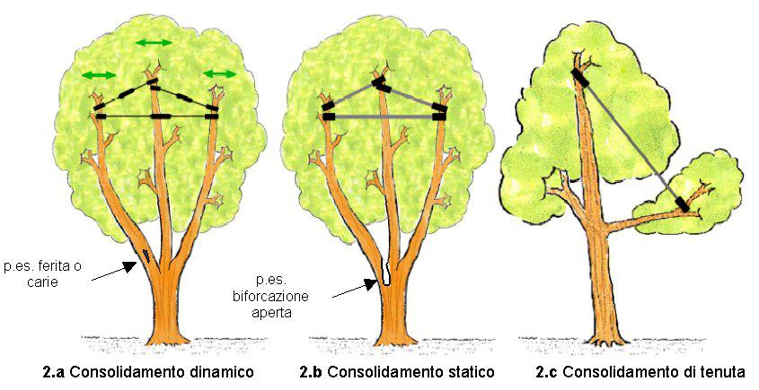 Il Consolidamento della chioma arborea
