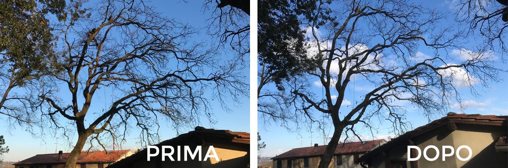 prima-e-dopo-la-potatura-di-querce